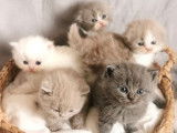 2 chatons mâles Scottish Straight LOOF à réserver