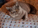 4 chatons Exotic Shorthairs LOOF à vendre