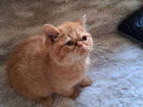 4 chatons Exotic Shorthairs LOOF à vendre