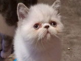 4 chatons Exotic Shorthairs LOOF à vendre