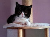 4 chatons Exotic Shorthairs LOOF à vendre