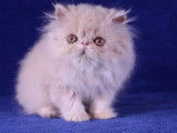 2 chatonnes Persans LOOF au pelage cr&egrave;me &agrave; r&eacute;server