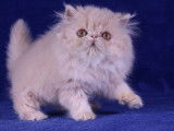 2 chatonnes Persans LOOF au pelage cr&egrave;me &agrave; r&eacute;server