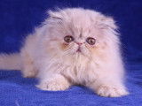 2 chatonnes Persans LOOF au pelage cr&egrave;me &agrave; r&eacute;server