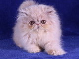 2 chatonnes Persans LOOF au pelage cr&egrave;me &agrave; r&eacute;server