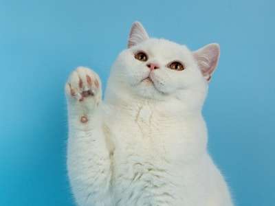 Superbe chaton British Shorthair blanc LOOF à vendre