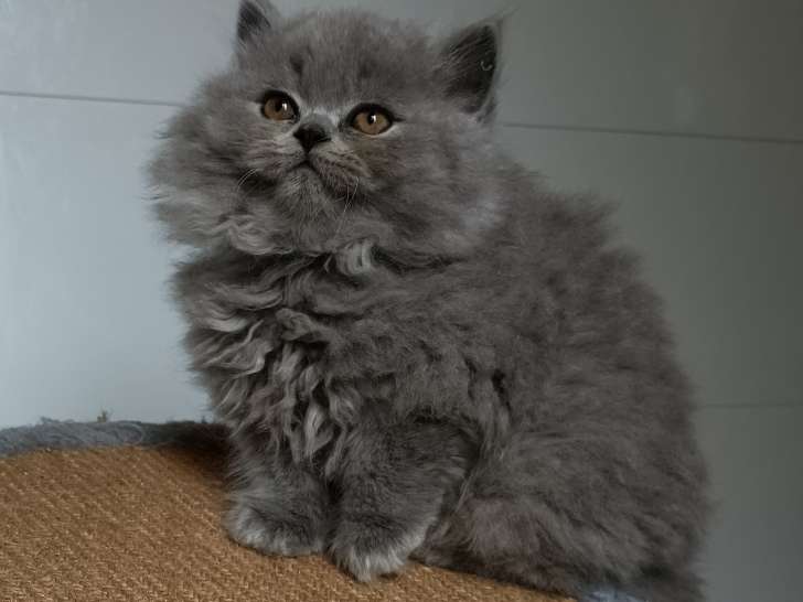 Superbe chaton British Longhair bleu LOOF à vendre