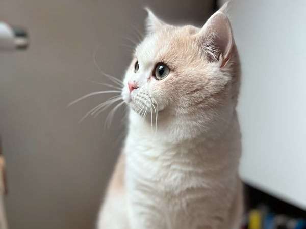 Un chaton British Shorthair bleu doré LOOF à vendre