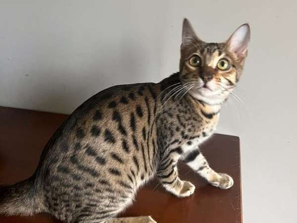 4 Chatons Savannah F6 Disponibles A L Achat Loof Petite Annonce Chat