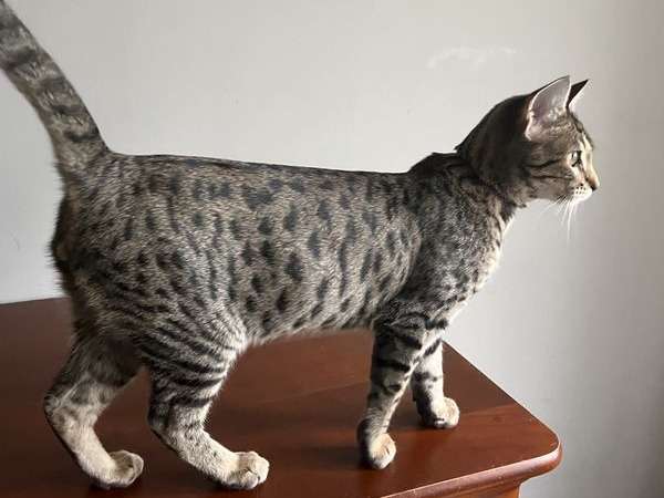 4 Chatons Savannah F6 Disponibles A L Achat Loof Petite Annonce Chat