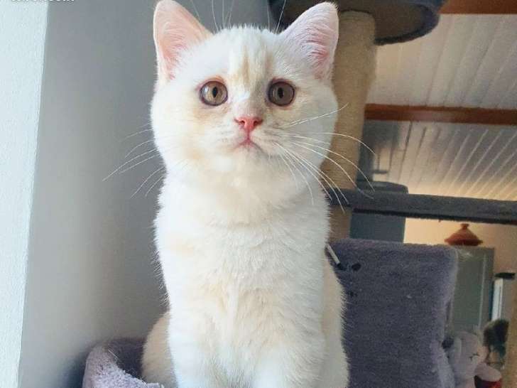 À vendre : un chaton mâle Scottish Straight beige (LOOF)