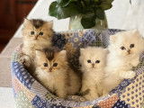 Réservation de 4 chatons British Longhairs femelles (LOOF)