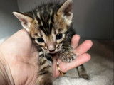 À réserver, 5 chatons Bengals (LOOF)