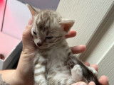À réserver, 5 chatons Bengals (LOOF)