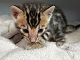 À réserver, 5 chatons Bengals (LOOF)