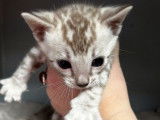 À réserver, 5 chatons Bengals (LOOF)