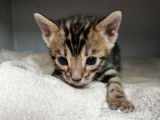 À réserver, 5 chatons Bengals (LOOF)