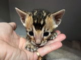 À réserver, 5 chatons Bengals (LOOF)