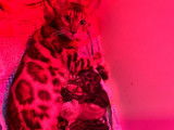 À réserver, 5 chatons Bengals (LOOF)