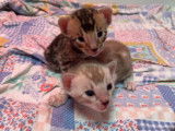 À réserver, 5 chatons Bengals (LOOF)