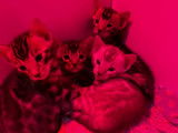 À réserver, 5 chatons Bengals (LOOF)