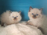 Réservation de 6 chatons Ragdolls (LOOF)
