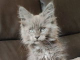 R&eacute;servation pour 2 chatons Maine Coons LOOF