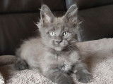 R&eacute;servation pour 2 chatons Maine Coons LOOF