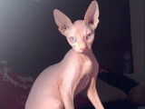 Sphynx blanc LOOF à vendre