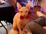Sphynx blanc LOOF à vendre