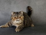 À vendre : 2 chatonnes Exotic Shorthairs LOOF