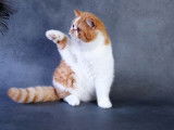 À vendre : 2 chatonnes Exotic Shorthairs LOOF