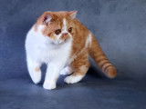 À vendre : 2 chatonnes Exotic Shorthairs LOOF