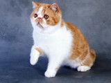 À vendre : 2 chatonnes Exotic Shorthairs LOOF