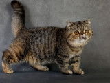 À vendre : 2 chatonnes Exotic Shorthairs LOOF