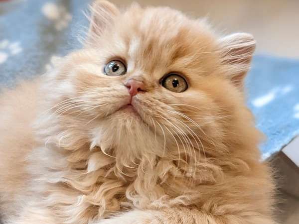 Un chaton British Longhair LOOF mâle au pelage roux à vendre