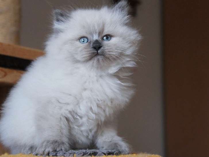 À réserver : un chaton Sibérien LOOF mâle au pelage bleu point