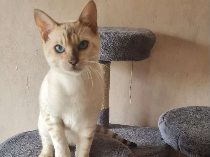 Un chaton Bengal LOOF mâle crème à rosettes disponible à la vente
