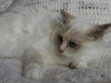 2 chatons Sacrés de Birmanie LOOF disponibles à l'achat