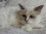 2 chatons Sacrés de Birmanie LOOF disponibles à l'achat