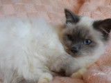 2 chatons Sacrés de Birmanie LOOF disponibles à l'achat