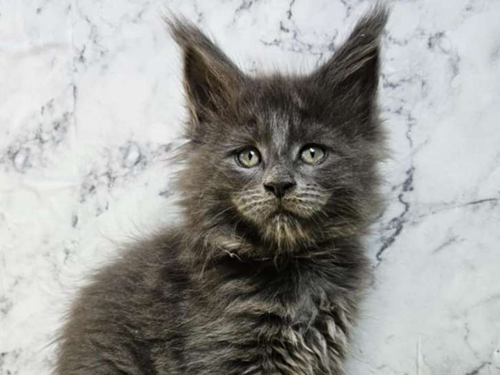 Artemis