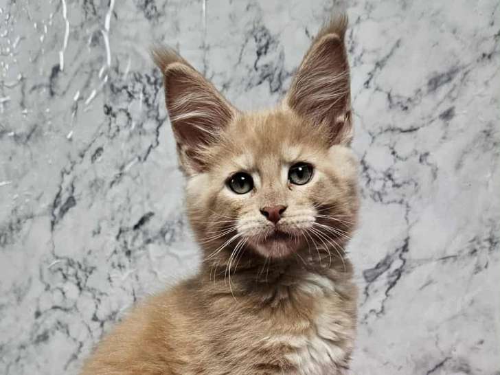 Aslan