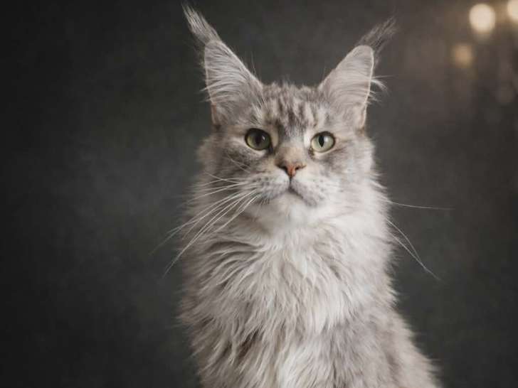 Shihiro dit cacahuète