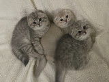 Chatons Scottish Fold LOOF à vendre