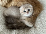 Chatons Scottish Fold LOOF à vendre