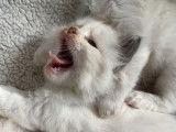 À réserver, 6 chatons Ragdolls femelles (LOOF)