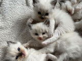 À réserver, 6 chatons Ragdolls femelles (LOOF)