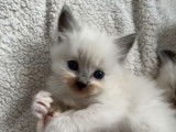 À réserver, 6 chatons Ragdolls femelles (LOOF)