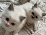 À réserver, 6 chatons Ragdolls femelles (LOOF)